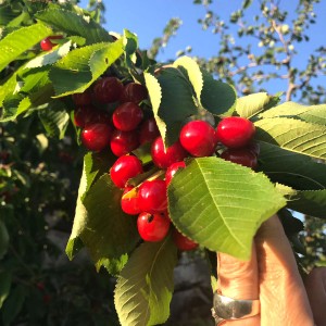 frutta 02